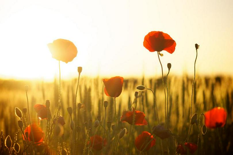 A picture of flowers in the sun