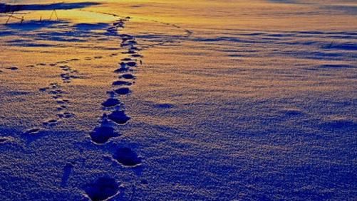 A picture of a trail of footprints in the snow