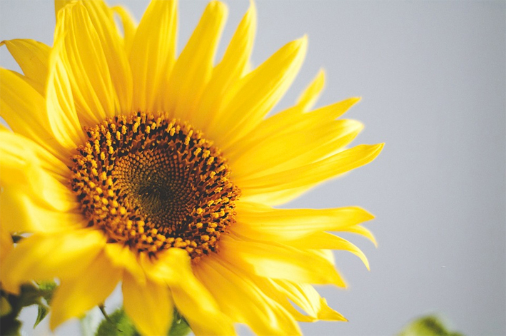 A picture of a sunflower