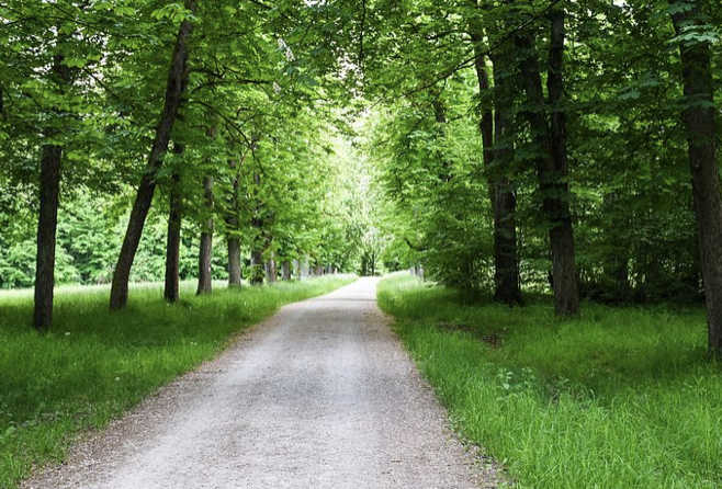 A picture of a road in a forest