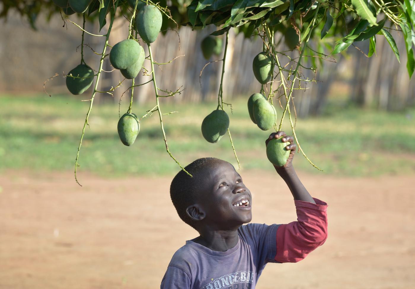 A boy pulls on a mango in Mundri, South Sudan. Photo: Paul Jeffrey/Life on Earth