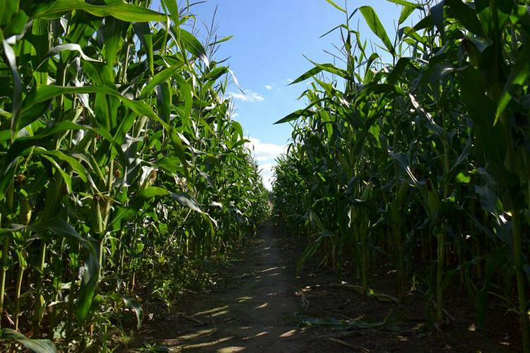 A picture of a cornfield