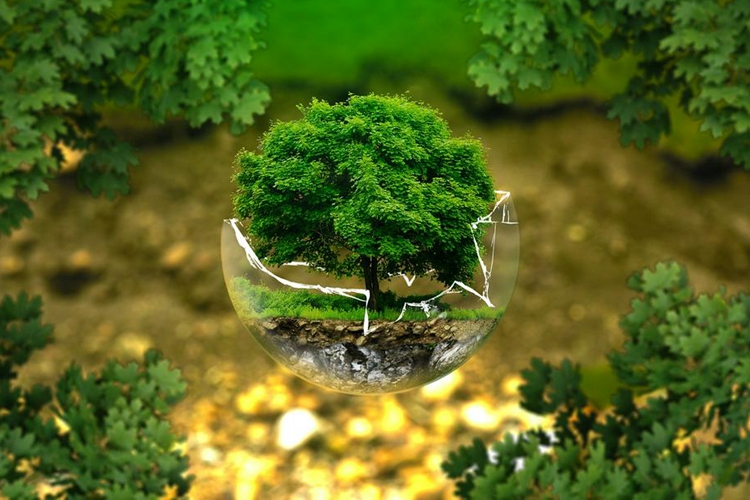 A picture of a miniature tree inside a broken half-glass ball