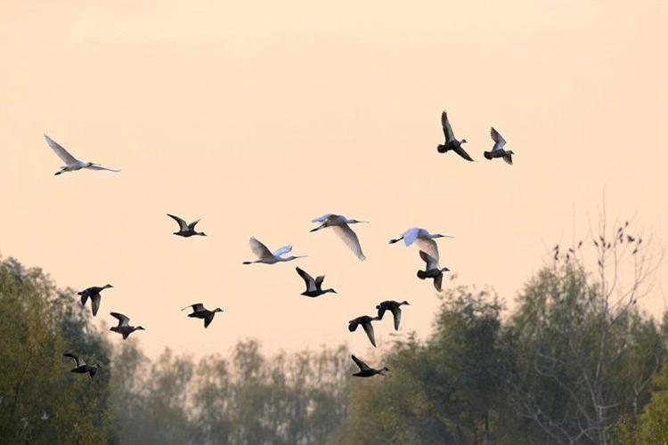 A picture of birds flying in the sky