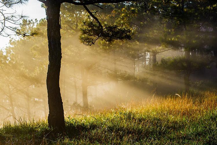 A picture of the sun shining into the wood