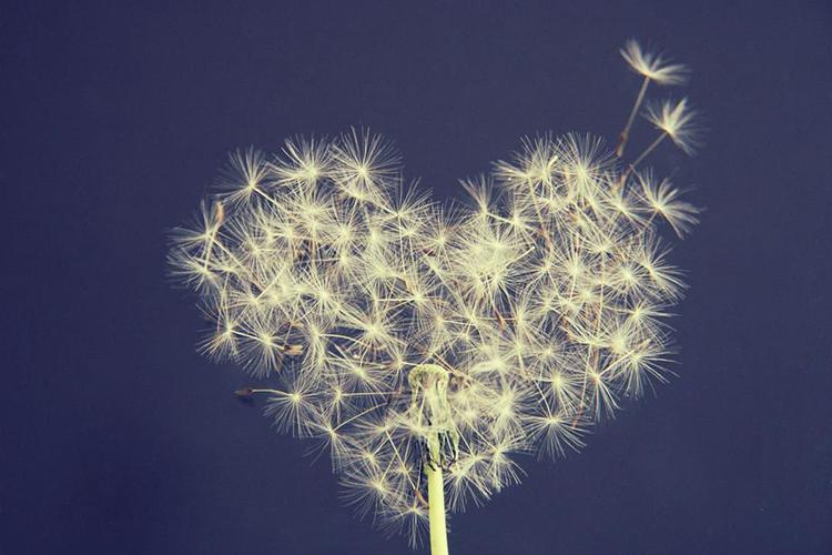 A picture of a dandelion