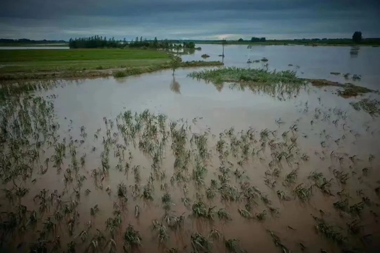 Rice fields were flooded in Wuchang City, Heilongjiang Province, in early August 2023.