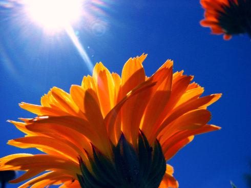 A picture of a sunflower under the sun