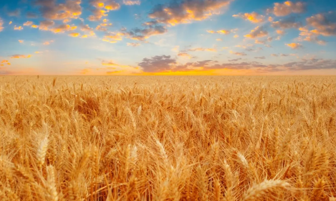 A picture of a wheat field