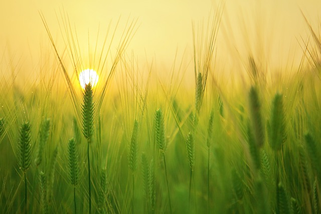 A picture shows green grains facing the sun.