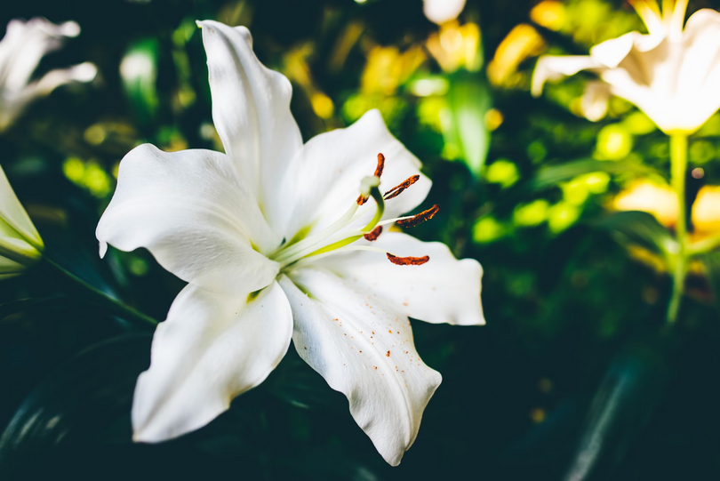 A picture of the lily flowers