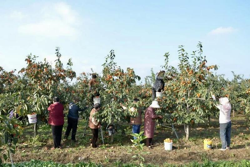 The "Fruit-Picking Assistance Group" helped the local farmers to harvest ripe fruit in Yongji, Yuncheng City, Shanxi Province, on October 2025.