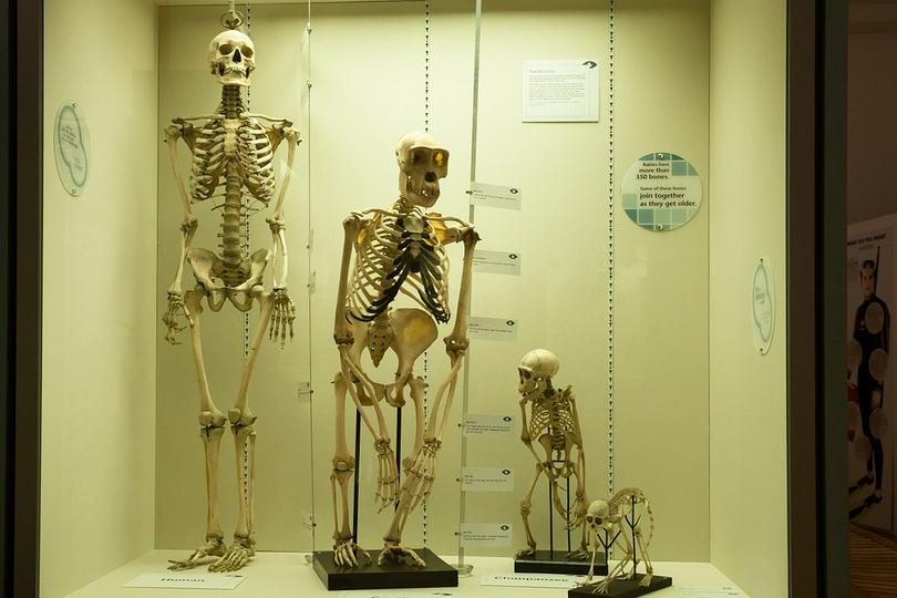 skeletons