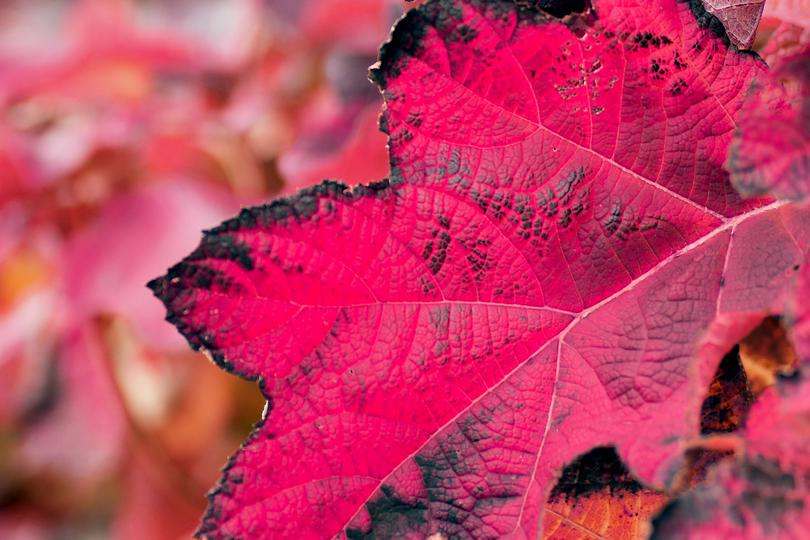 A imperfect leaf of a red maple 