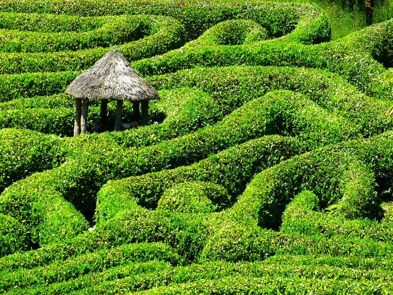 A grass maze