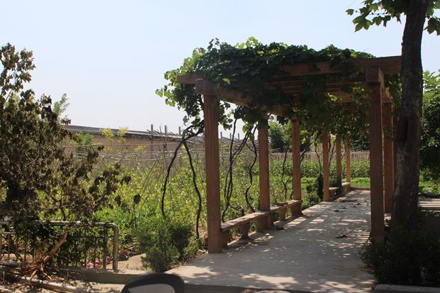 A vegetable garden in the home. 