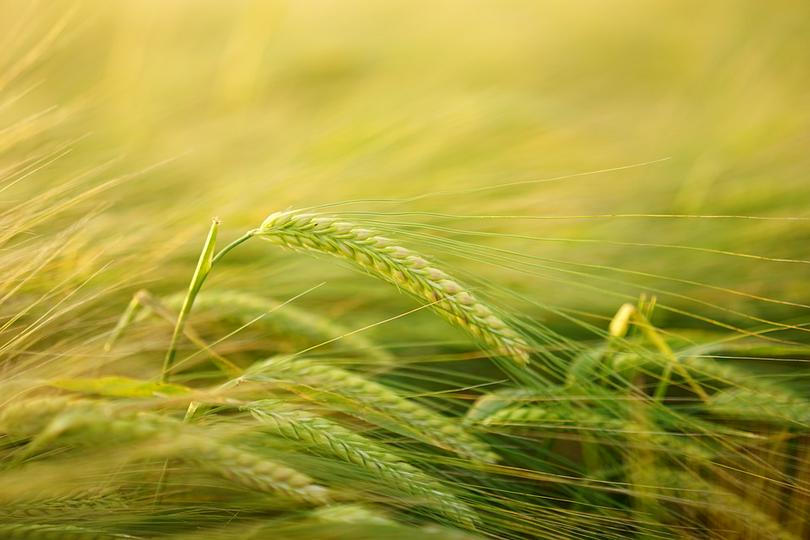 Green reeds bend in the wind