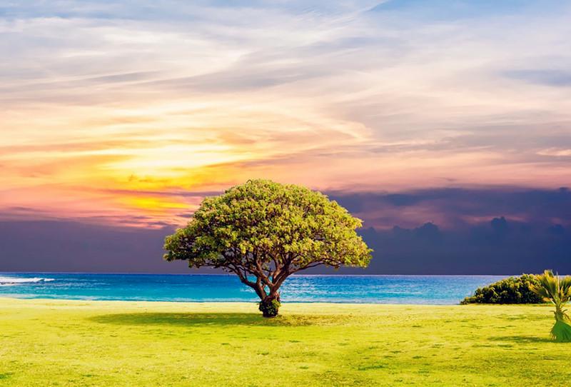 A tree grows beside a lake.