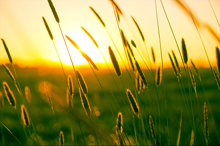 Wheat in the field. 