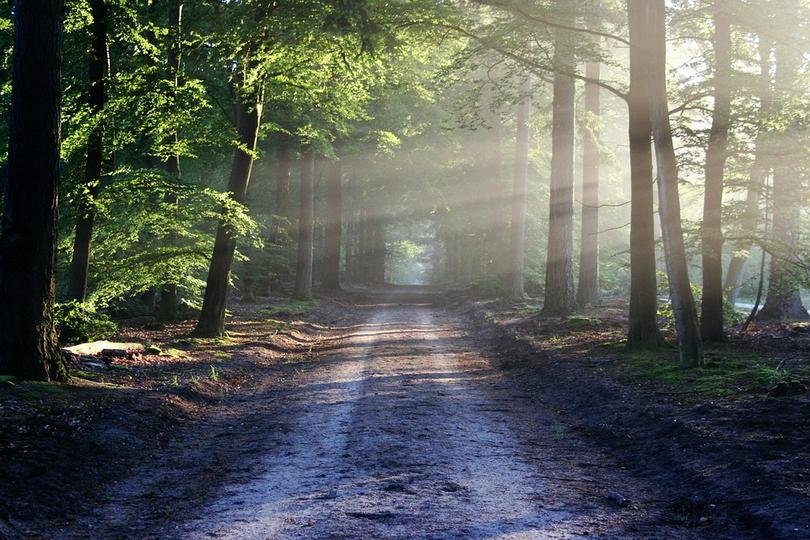 A road in the forest. 