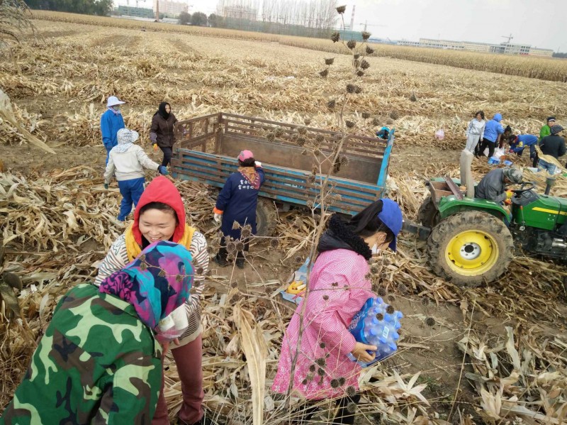 About 70 members of Dongfeng Church helped harvest corn for Zhang Yuhong on Oct 16, 2017.