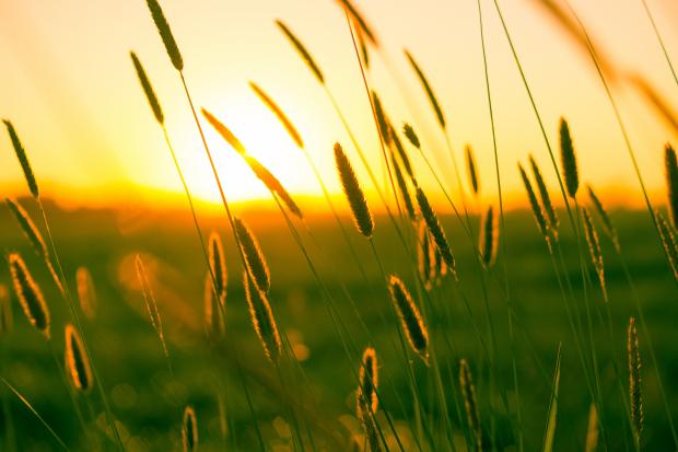 The light of sunset in the cornfield 