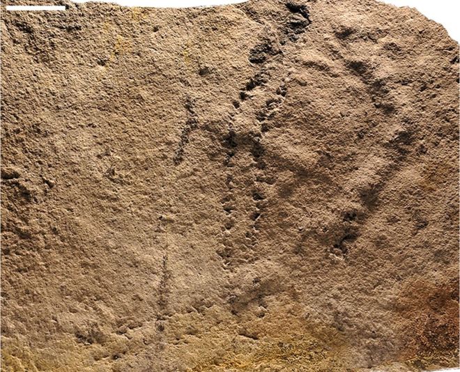 The oldest known "footprints" left by an animal have been uncovered in southern China.