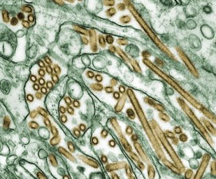 H5N1