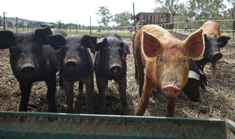 Vietnam Fight Against African Swine Flu