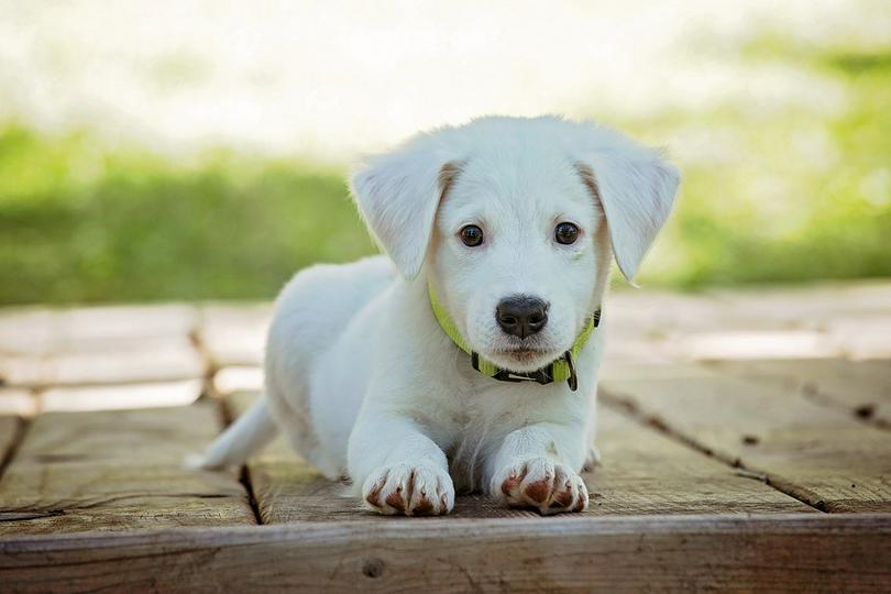 Puppy 