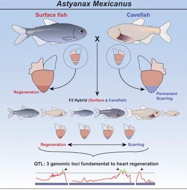 Heart Regeneration in the Mexican Cavefish
