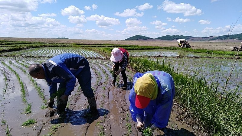 Christians from Henan Village Gathering Point helped transplant rice seedlings in the field of Hou Wenju on June 1, 2019. 