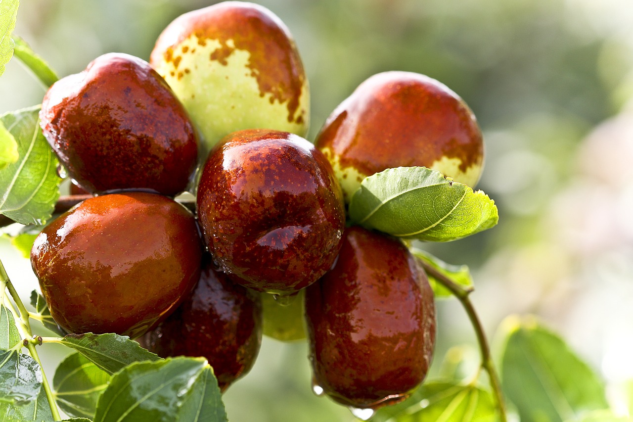 In a branch of jujube tree, it bears many fruits.