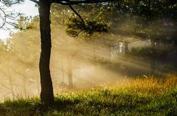 The sun shines into a forest.