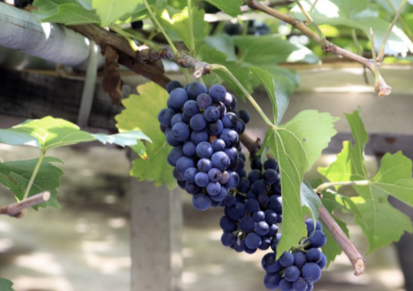 Grapes on the vine