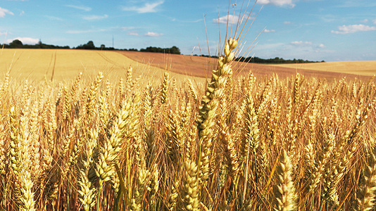 Mature wheat 