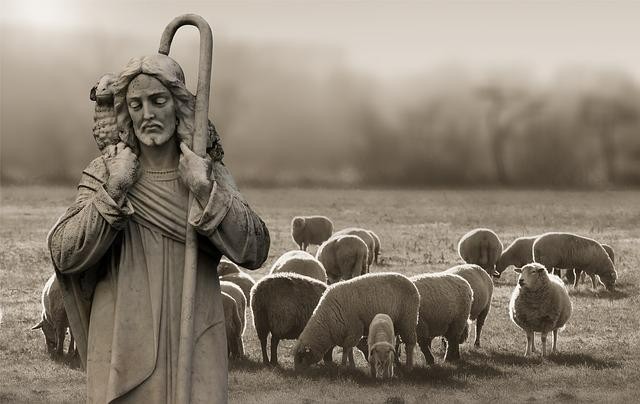 A picture shows a shepherd carrying a small lamb with some sheep around
