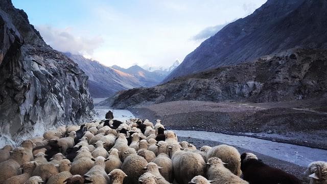 A picture shows a shepherd herding a flock of sheep by a stream.