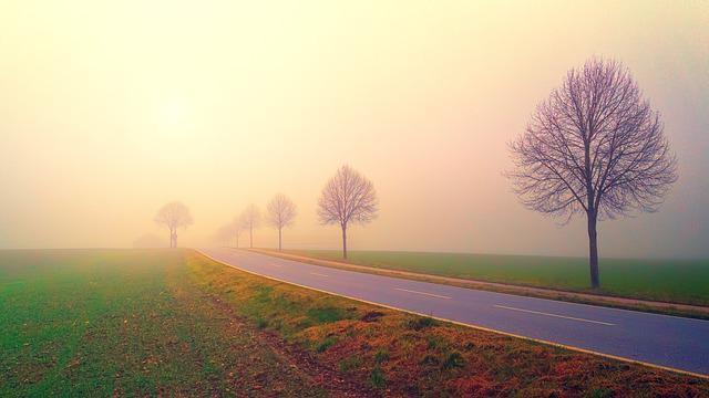 A picture shows a long road lined with trees.