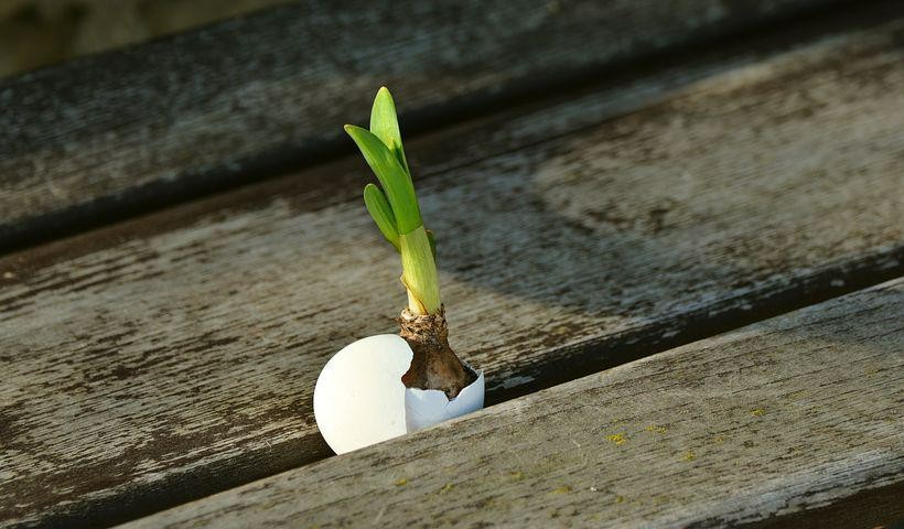 A picture shows a plant growing inside an eggshell.