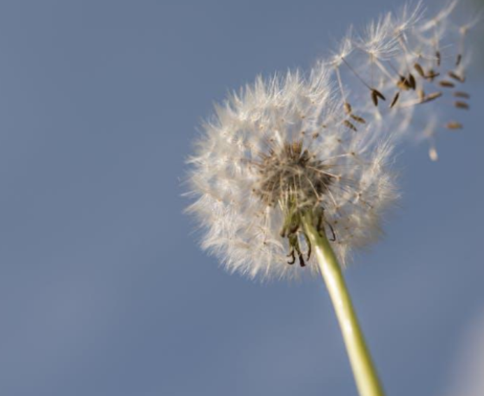 A picture shows seeds of a dandelion falling.