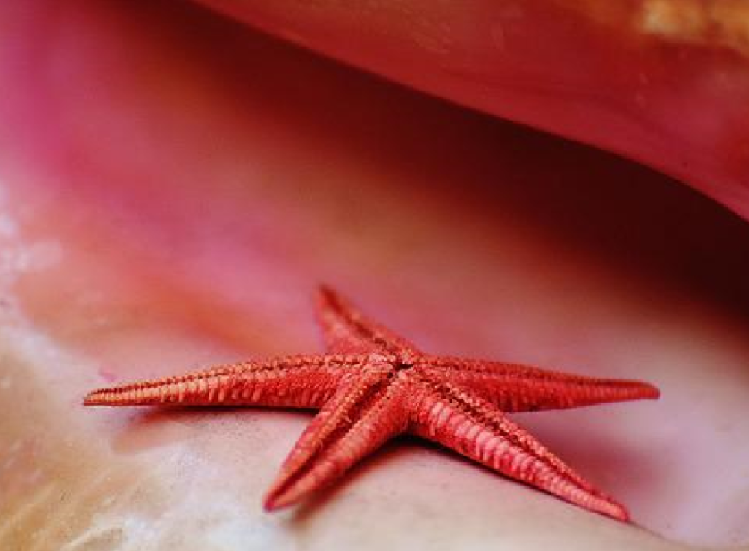 A picture of a starfish