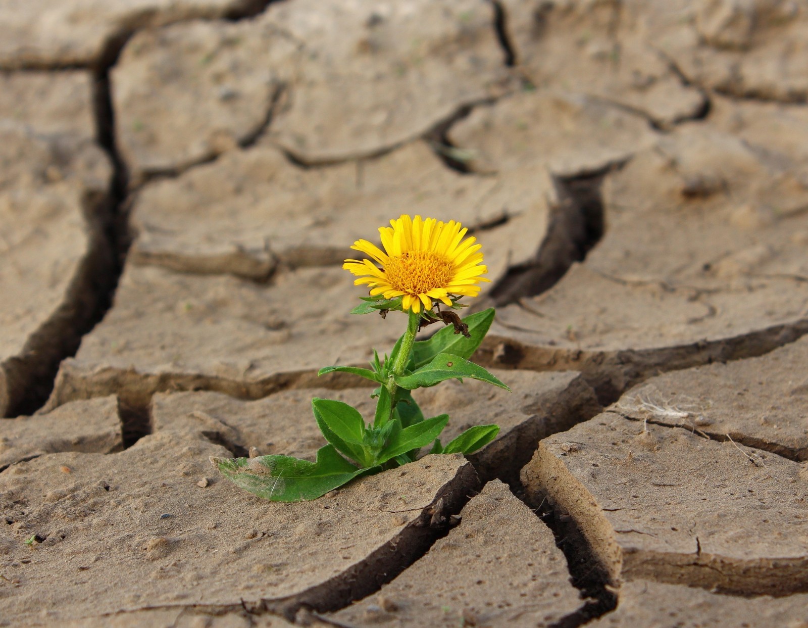 A picture shows a flower in a dry field.