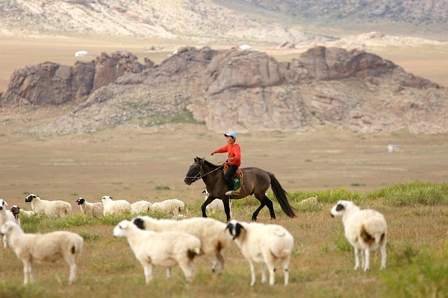 A picture shows a person riding a horse with some lambs around.