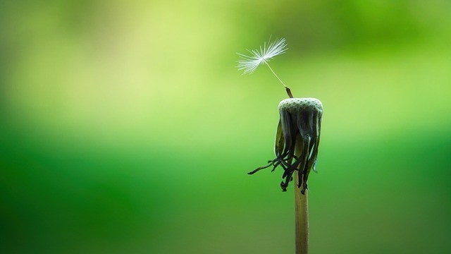 A picture of a dandelion