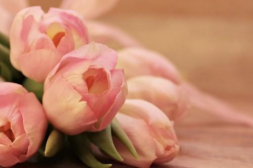 A picture of pink flowers