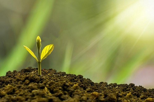 A picture of a sapling in the soil