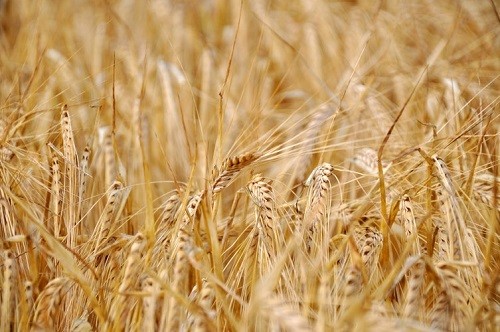 A picture of ripe wheat