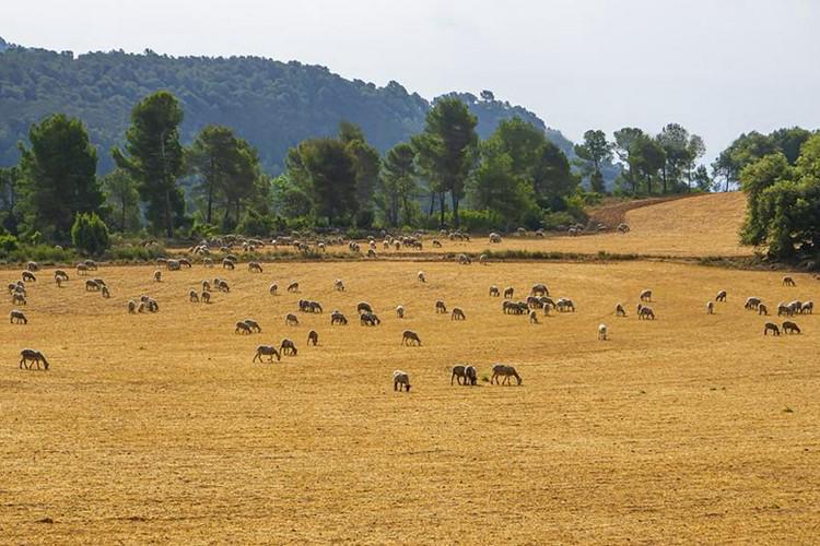 A picture of a ranch